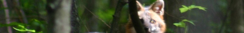 My Test Website / Blog